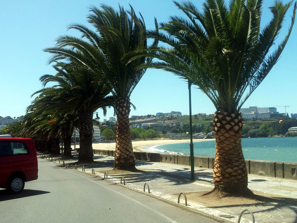 Irregular y lenta poda de las palmeras que bordean el paseo marítimo de la Playa de Santa Cristina