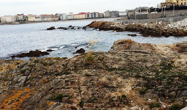 Los “plumachos de la Pampa” invaden Galicia, y llegan ya a las rocas de las playas de La Coruña